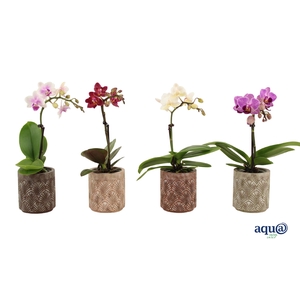 Brett Tiny Dolls Mix 1T7+ Aqu@