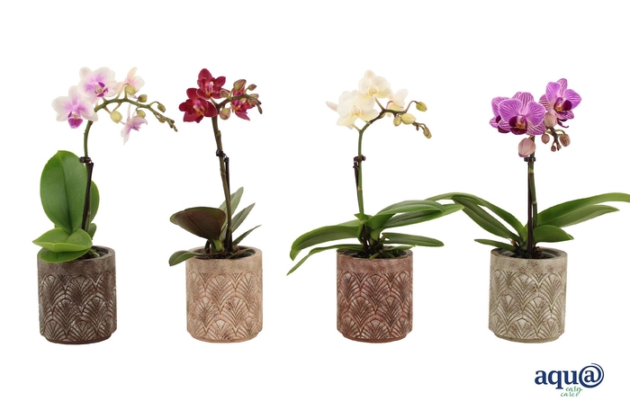 <h4>Brett Tiny Dolls Mix 1T7+ Aqu@</h4>