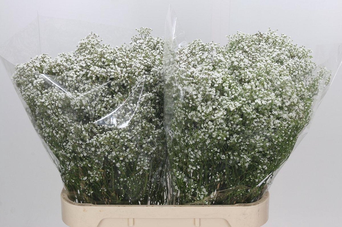 <h4>Gyps Million Stars</h4>