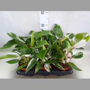 Philodendron   ...