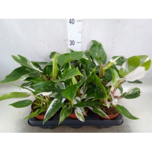 Philodendron   ...