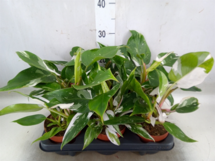 <h4>Philodendron   ...</h4>