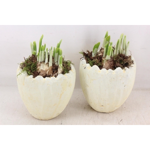 arr4 Narcis JS - Ker. kartel ei kl. 236/6