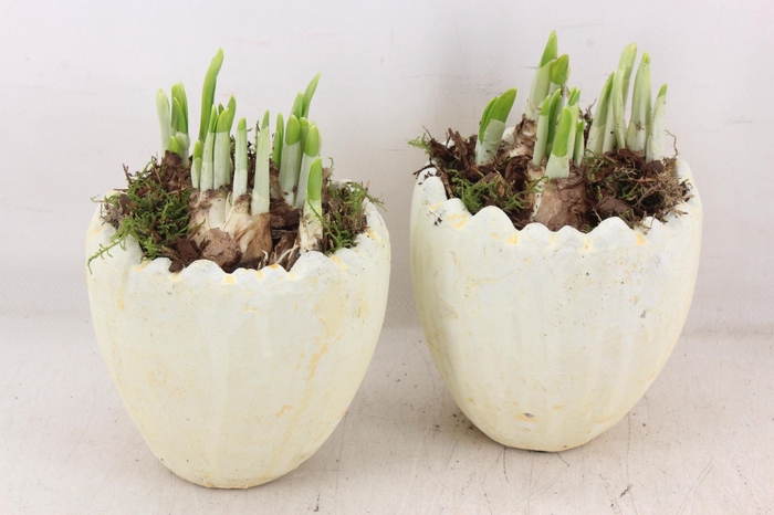 <h4>arr4 Narcis JS - Ker. kartel ei kl. 236/6</h4>