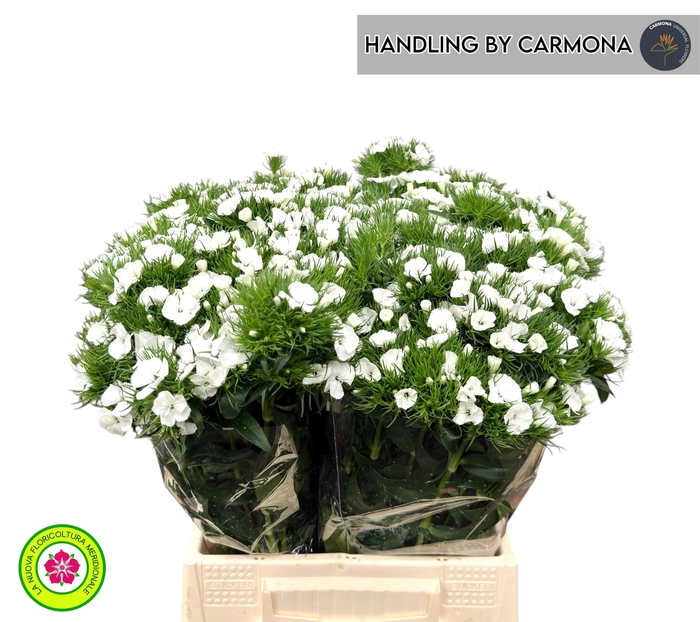 <h4>DI BARB DUKE BRE</h4>