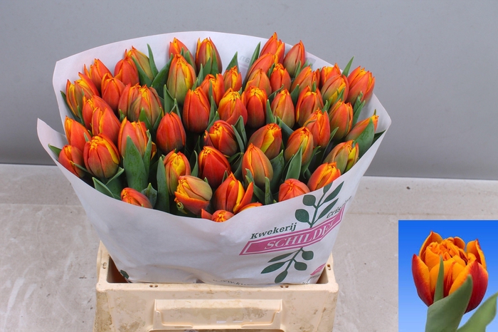 <h4>TU DU ATLAS</h4>