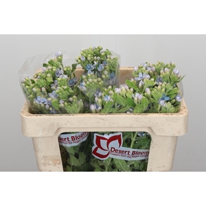 Oxypetalum Tweedia Blue