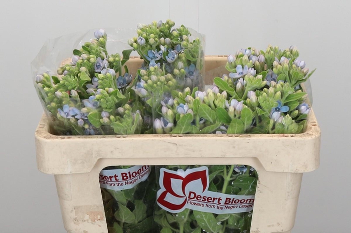 <h4>Oxypetalum Tweedia Blue</h4>