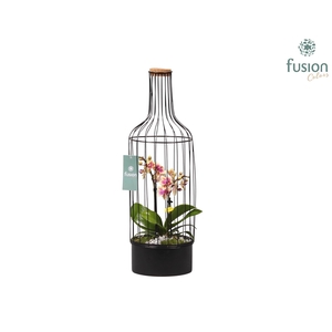 Metalen fles met kurk zwart groot met Phalaenopsis