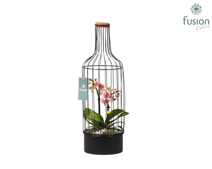 <h4>Metalen fles met kurk zwart groot met Phalaenopsis</h4>
