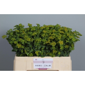 BUPLEURUM GRIFFITHII BUPLEURUM ROTU