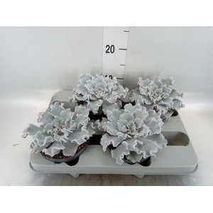 Echeveria   ...