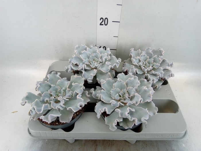 <h4>Echeveria   ...</h4>