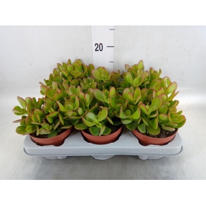 Crassula ovata