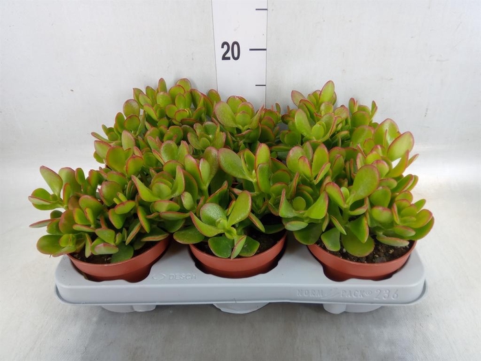 <h4>Crassula ovata</h4>