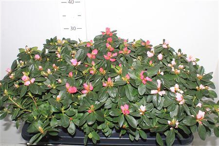 <h4>Rhodo Si Vogel Gem</h4>