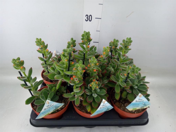 <h4>Echeveria ...</h4>