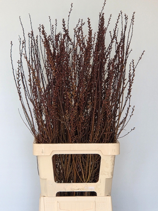 <h4>Gagel Per Bos 80 Cm</h4>