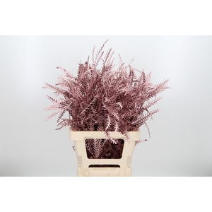 Grevilea Ivanhoe Kl Bh Rose Goud
