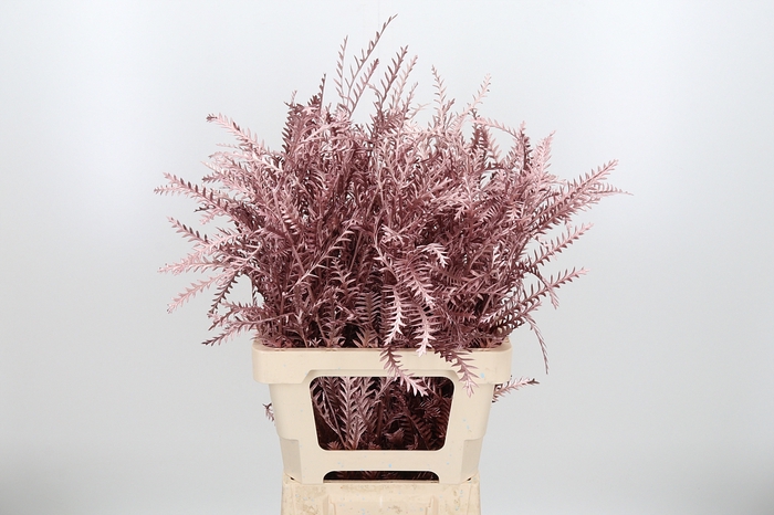<h4>Grevilea Ivanhoe Kl Bh Rose Goud</h4>