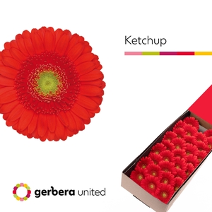 Germini Ketchup Doos