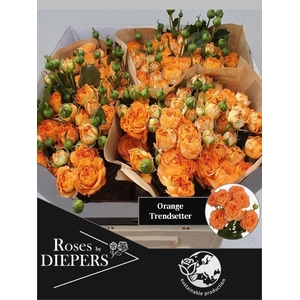 R TR ORA TRENDSETTER