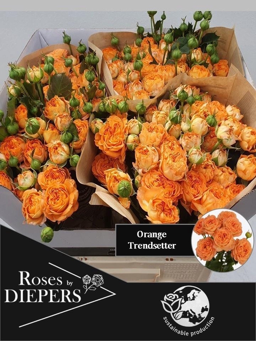 <h4>R TR ORA TRENDSETTER</h4>