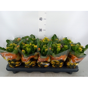 Kalanchoe blos. 'Tiger Single' .mix