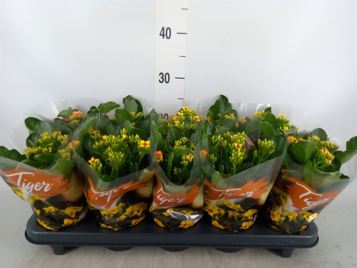 <h4>Kalanchoe blos. 'Tiger Single' .mix</h4>