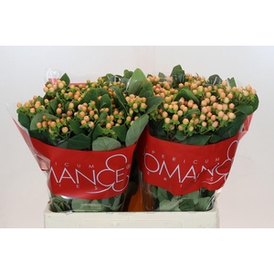 Hypericum Mellow Romance