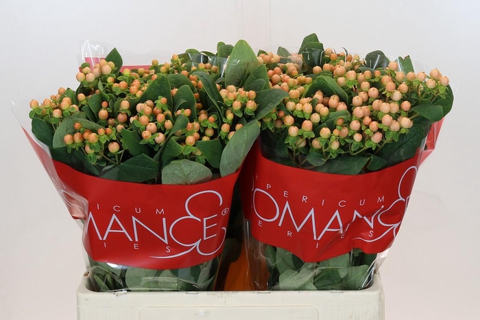 Hypericum Mellow Romance