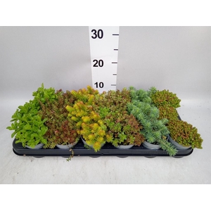 Sedum   ...