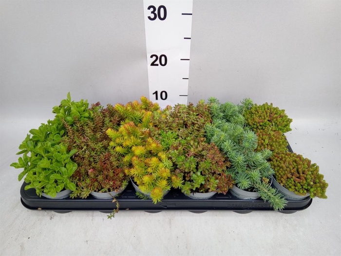 <h4>Sedum   ...</h4>