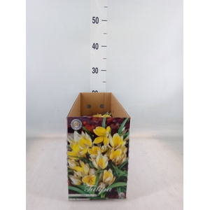 Tulipa   ...flowerbulbs
