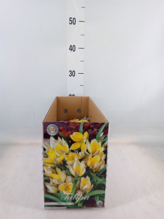 <h4>Tulipa   ...flowerbulbs</h4>