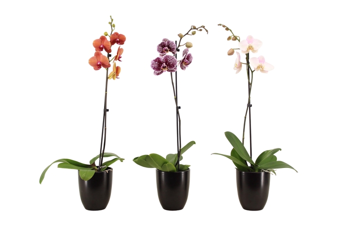 <h4>Hugo Black Phal Mix 1T9+</h4>