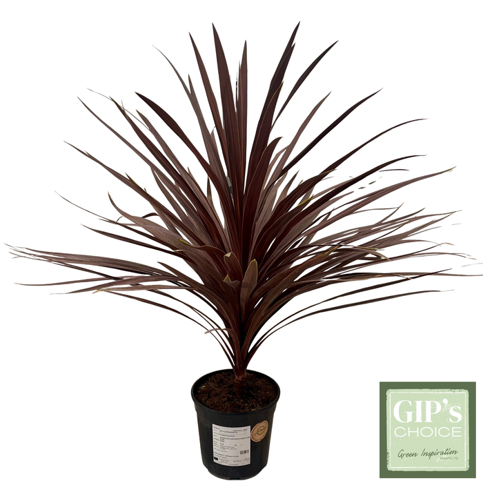 <h4>Cordyline 'Red Star' Bush P24</h4>