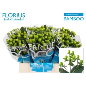 Hyp Coco Bamboo Florius