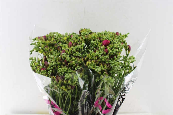 <h4>Fr Du Expression Cerise Red</h4>