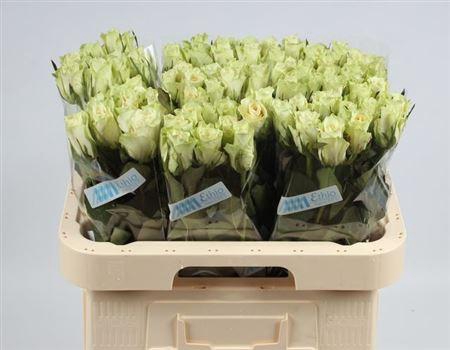 <h4>R Gr Athena</h4>