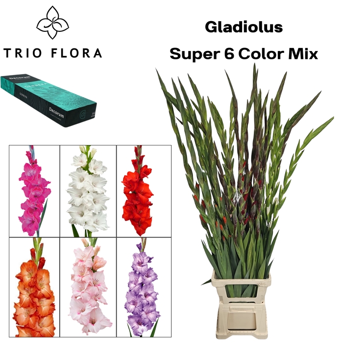 <h4>GLAD GR SUPER 6 COLOR MIX Small Box 30</h4>