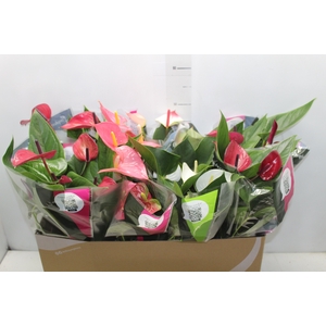 ANTHURIUM VARIADO P15