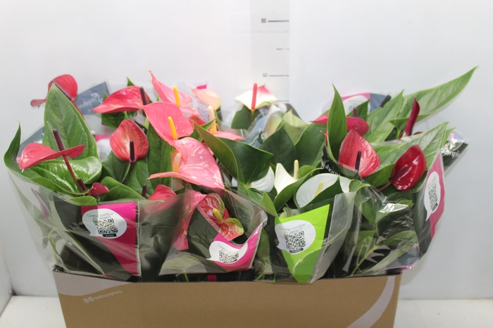 <h4>ANTHURIUM VARIADO P15</h4>
