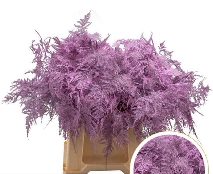 <h4>Asparagus 1e Veren Roze</h4>
