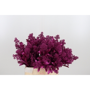 Skimmia Kl Bh Metal Erica