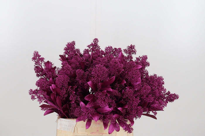 <h4>Skimmia Kl Bh Metal Erica</h4>