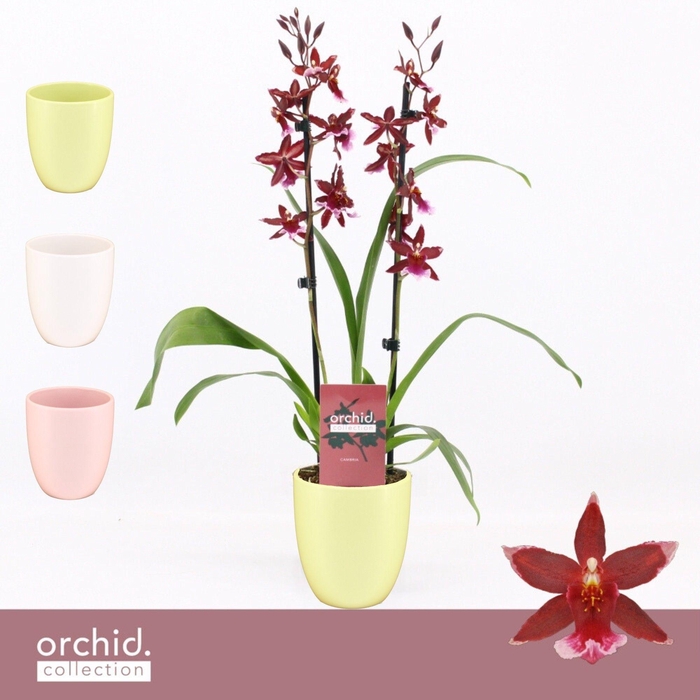 <h4>Barrocco Red, 2-spike in Lotte 'Orchid Collection'</h4>