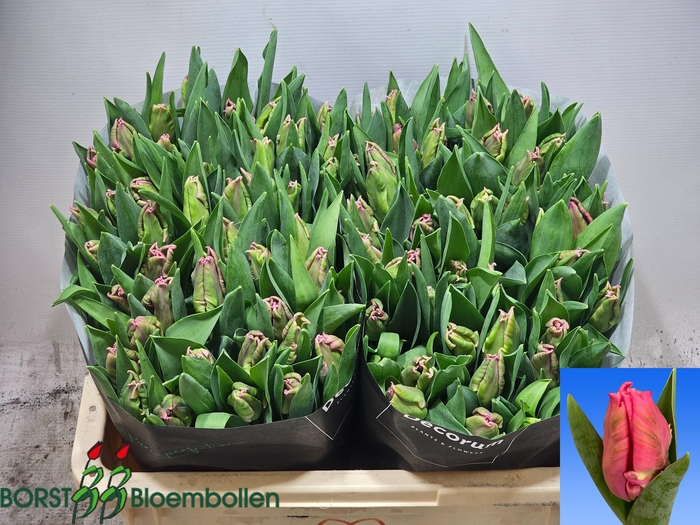 <h4>TU PA MARVEL PARROT</h4>