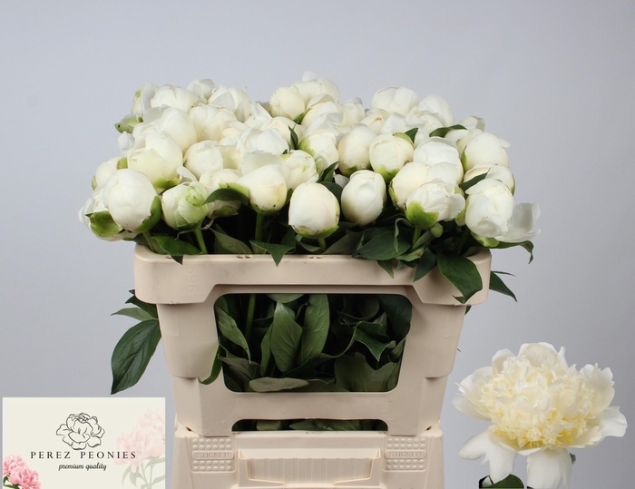 <h4>PAEO L BRIDAL SHOWER</h4>