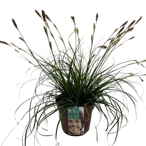 Carex oshimens Everlime